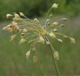 Allium paczoskianum