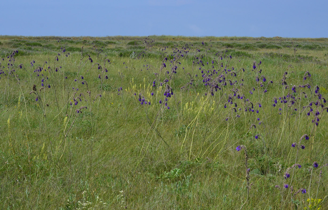 Image of Salvia nutans specimen.