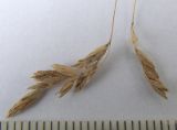 Festuca pratensis