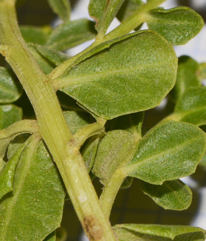 Image of Baccharis pilularis specimen.