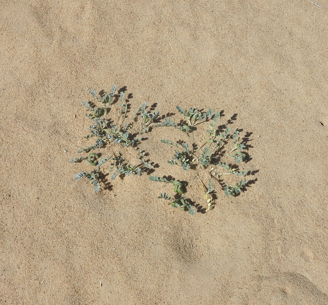 Image of Astragalus arpilobus specimen.