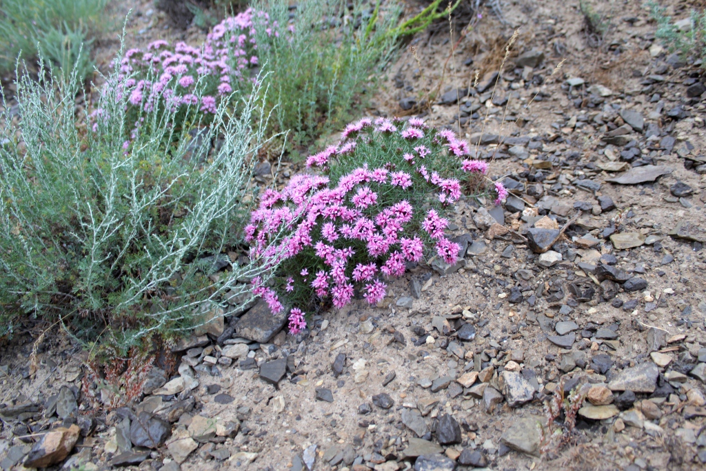 Изображение особи Acanthophyllum adenophorum.