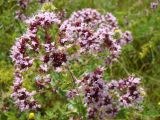 Origanum vulgare. Соцветие. Республика Мордовия, Ромодановский р-н, окр. с. Пушкино, остепнённый луг по открытому склону долины р. Инсар. 1 августа 2008 г.