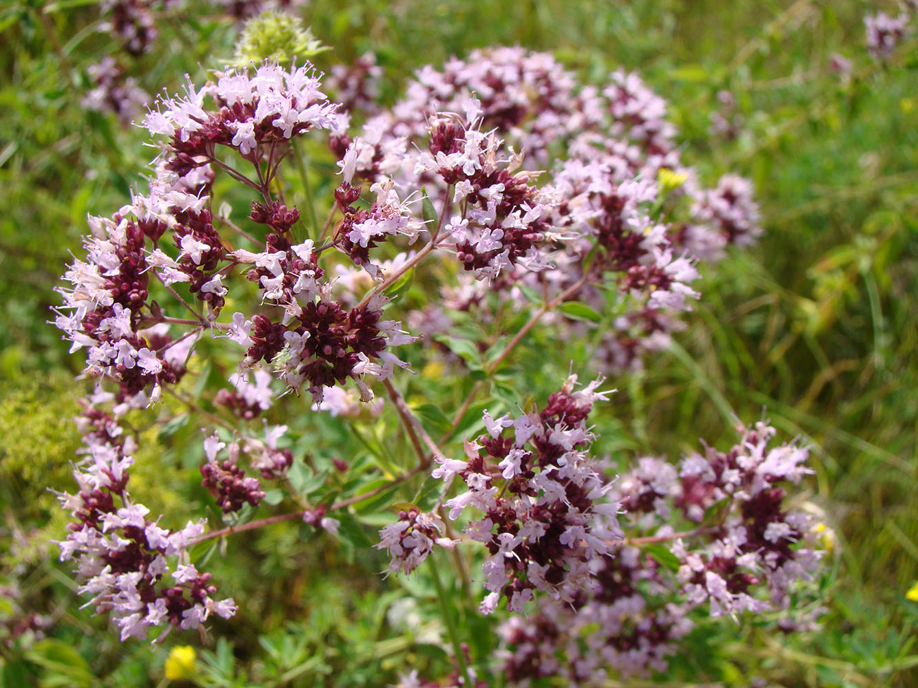 Image of Origanum vulgare specimen.