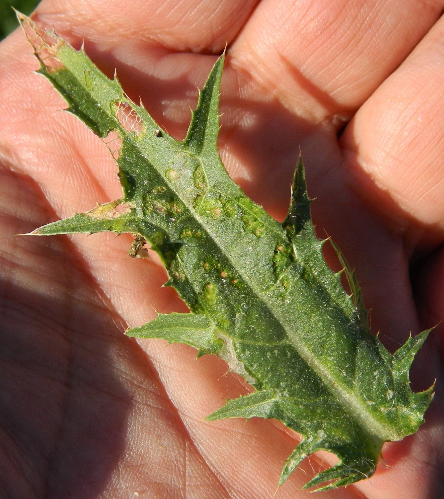 Изображение особи Carthamus lanatus.