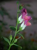 Antirrhinum majus