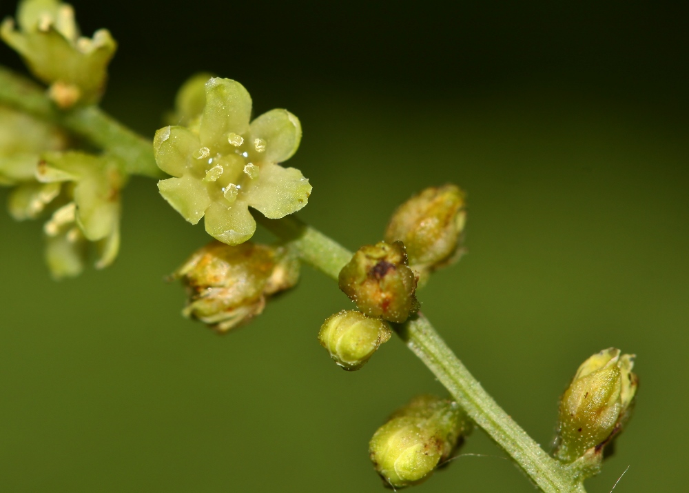 Изображение особи Dioscorea nipponica.