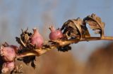 genus Artemisia. Верхушка побега увядающего растения с галлами. Приморский край, Уссурийский гор. округ, окр. с. Монакино, сухой разнотравный луг. 15.10.2016.