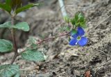 Veronica umbrosa