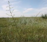 Artemisia scoparia. Зацветающие растения. Хакасия, окр. с. Аршаново, осочковая интенсивно выпасаемая степь. 25.07.2016.