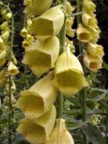 Digitalis grandiflora