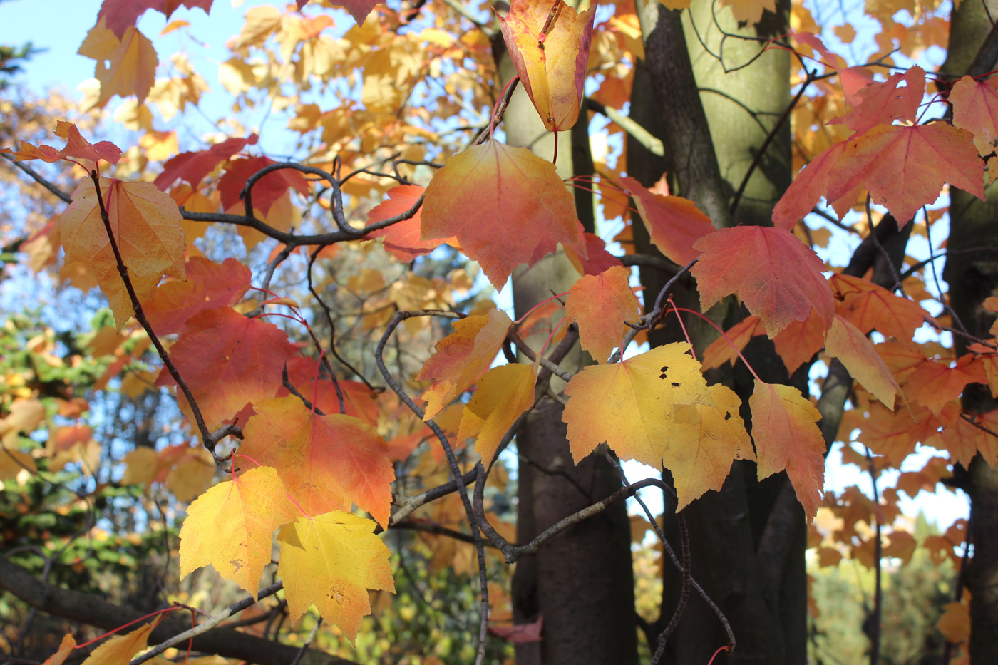 Image of Acer rubrum specimen.