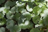 Asarum europaeum