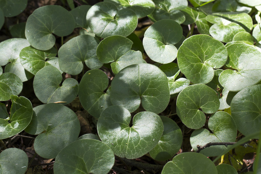 Image of Asarum europaeum specimen.