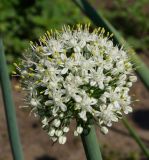 Allium cepa