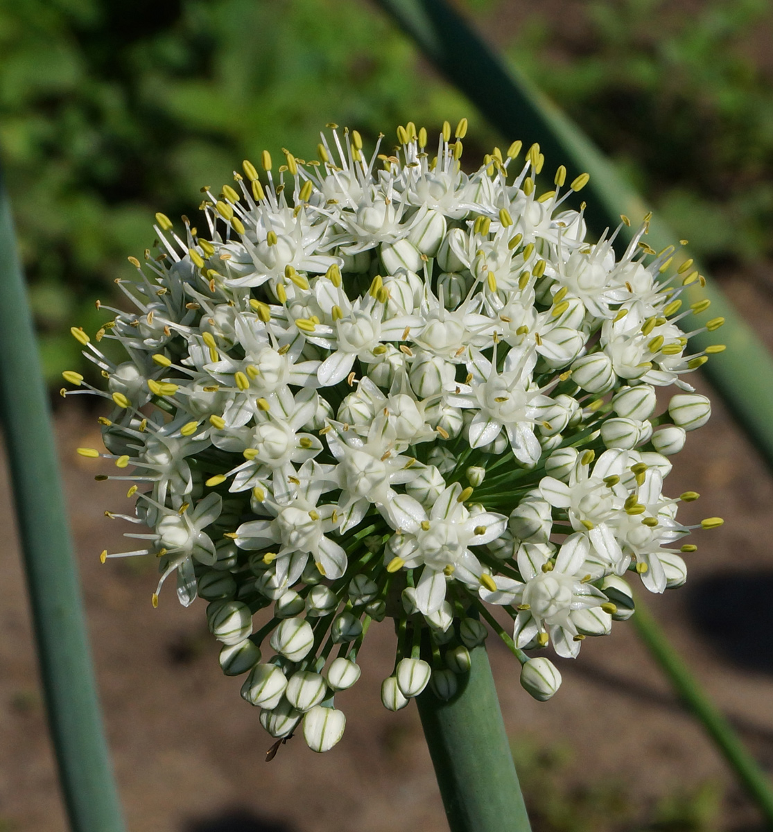 Image of Allium cepa specimen.