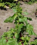 Beta vulgaris. Верхняя часть расцветающего растения. Восточный Казахстан, Уланский р-н, с. Украинка, дачный участок. 27.06.2016.
