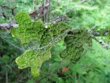 Lobaria pulmonaria