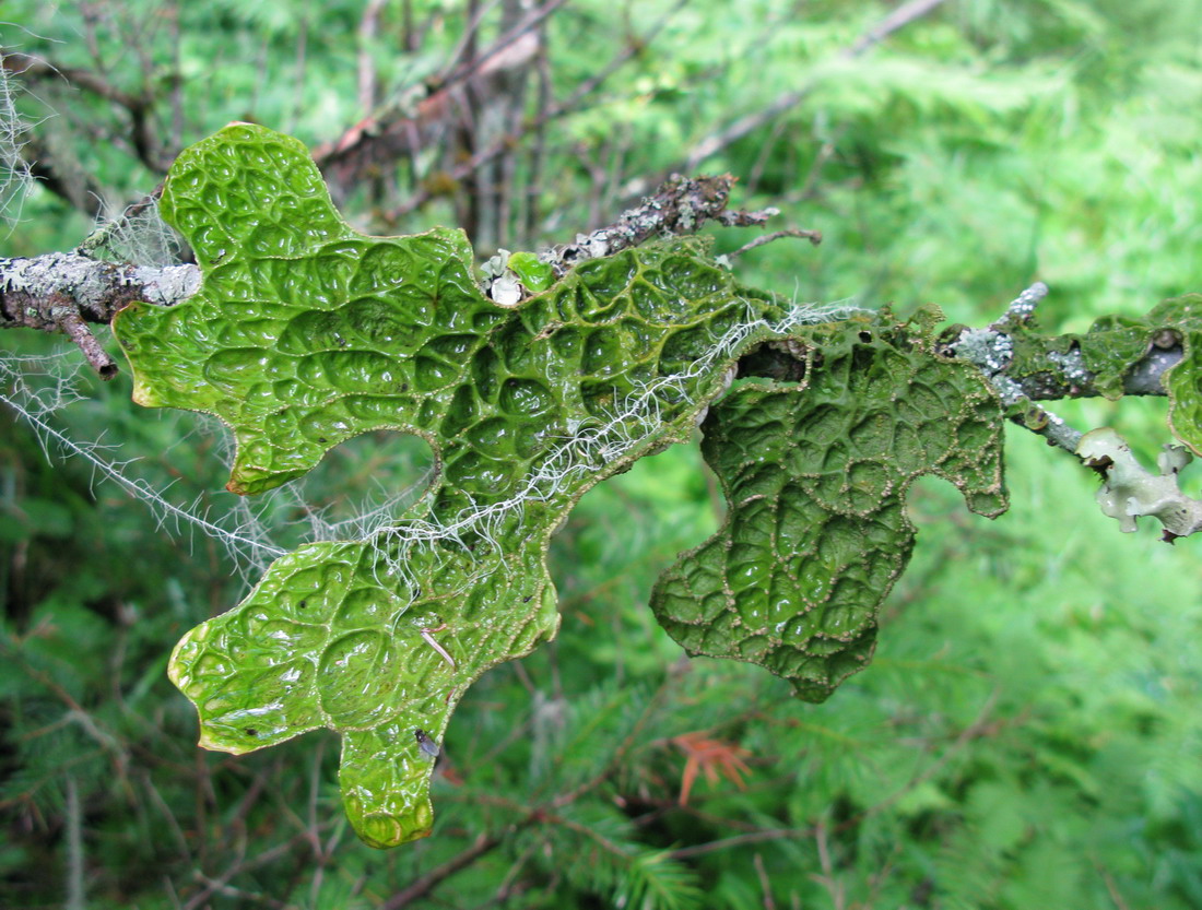 Image of Lobaria pulmonaria specimen.