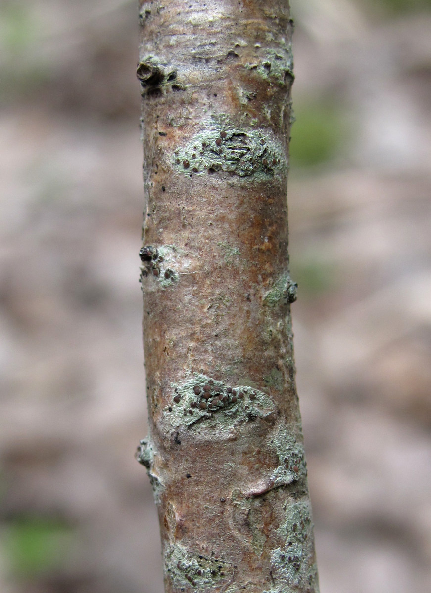 Image of division Ascomycota specimen.