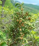 Juniperus deltoides. Ветвь с микростробилами. Адыгея, хр. Уна-Коз, заросли кустарников на горном склоне близ обрыва, выс. ≈ 1000 м н.у.м. 30.04.2016.