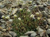 Minuartia tricostata