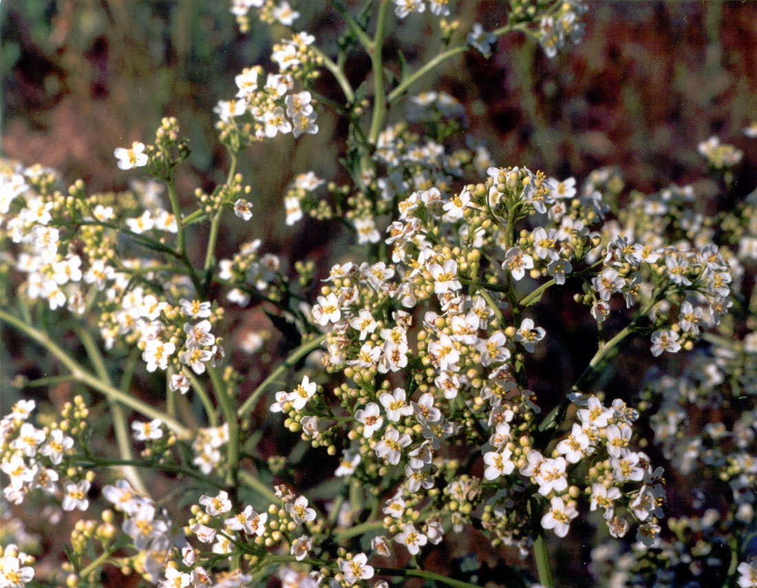 Image of Crambe tataria specimen.