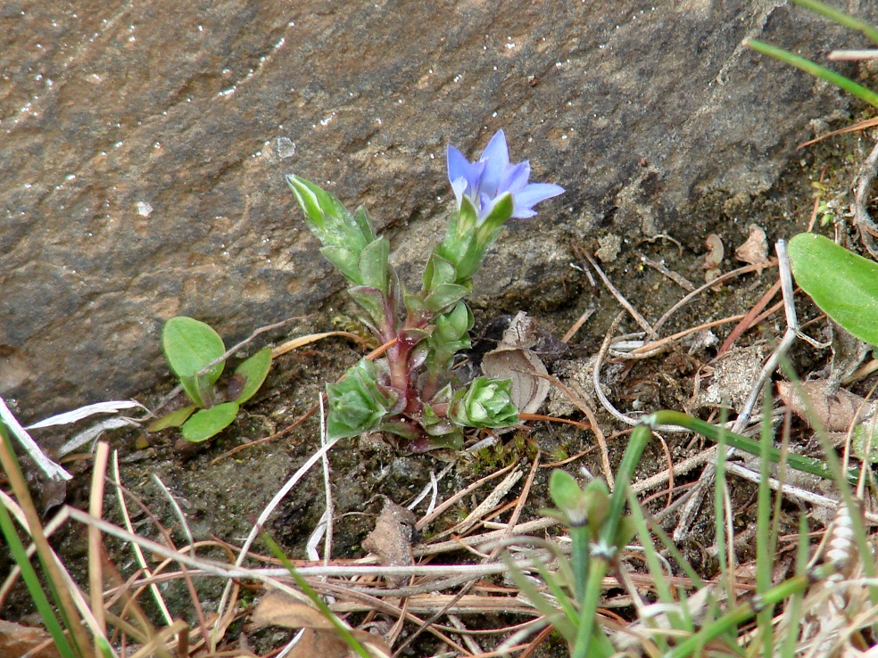 Image of Gentiana pseudoaquatica specimen.