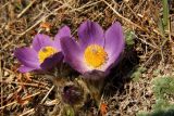 Pulsatilla multifida. Цветки и бутон. Магаданская обл., окр. Магадана, бухта Гертнера, крутой скалистый склон над морем. 08.05.2010.