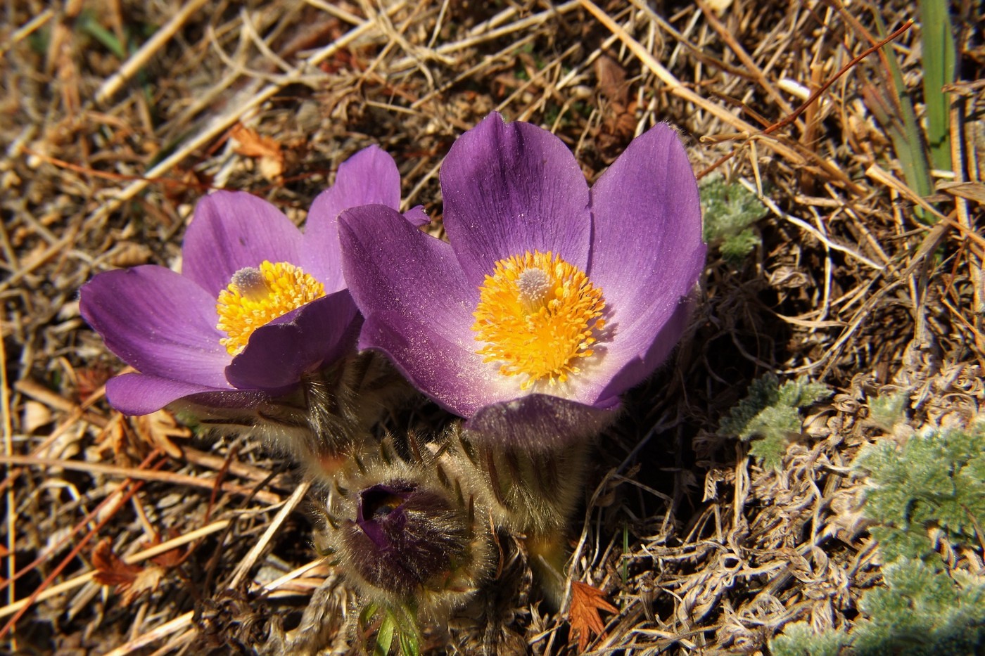 Изображение особи Pulsatilla multifida.