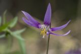 Erythronium sibiricum