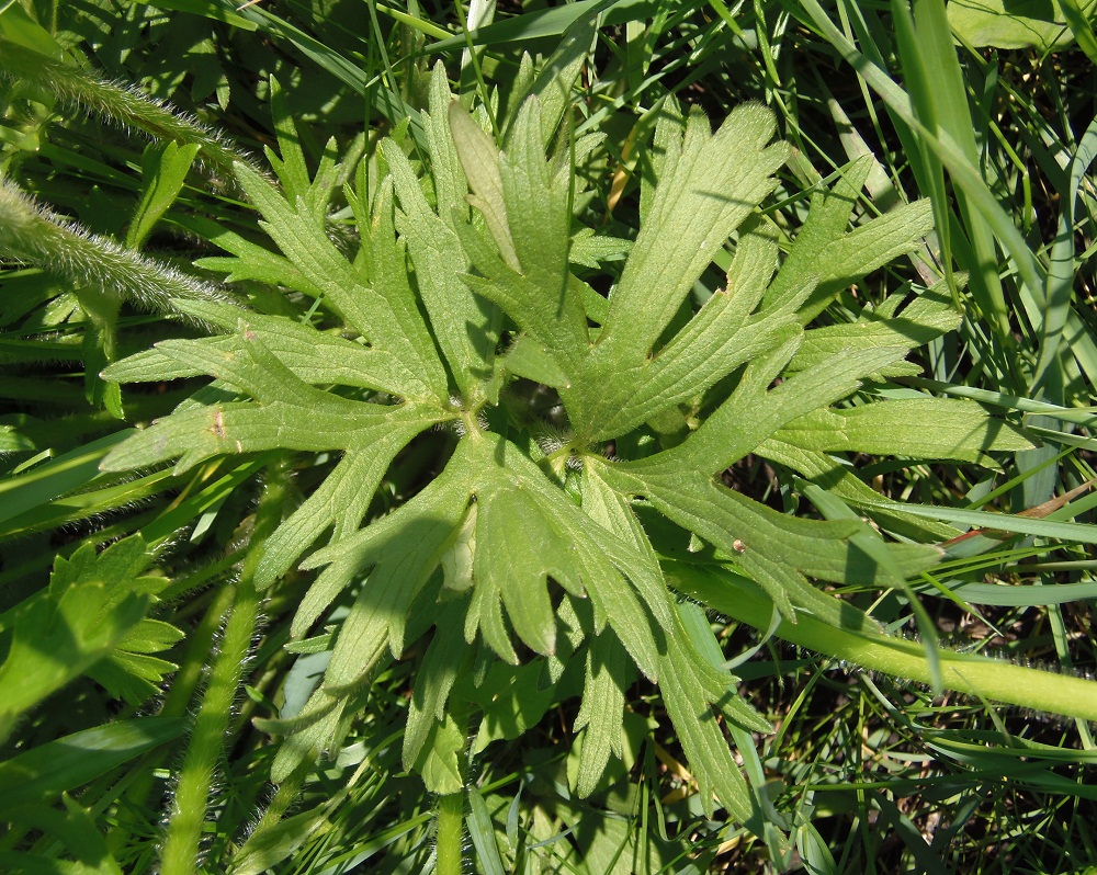 Изображение особи Ranunculus polyanthemos.