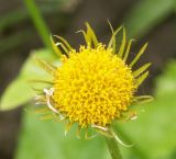 Doronicum carpaticum