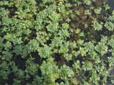 Callitriche obtusangula. Розетки плавающих листьев на поверхности воды. Нидерланды, провинция Drenthe, река Oostervoortsche Diep между деревнями Norg и Donderen. 6 июня 2010 г.
