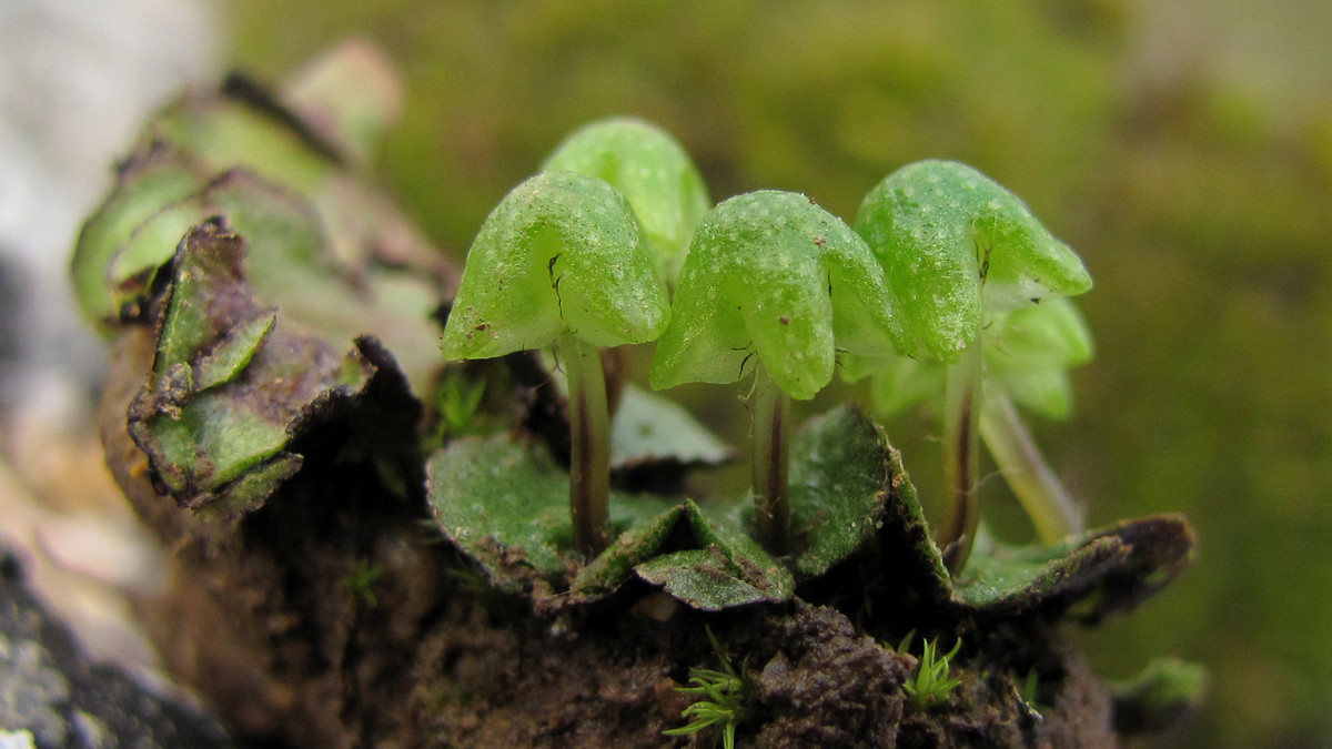 Изображение особи Reboulia hemisphaerica.