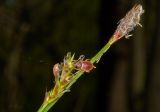 Carex brevicollis. Верхушка цветущего растения с кормящимися жуками. Молдова, Кишинев, Ботанический сад АН Молдовы. 10.04.2017.