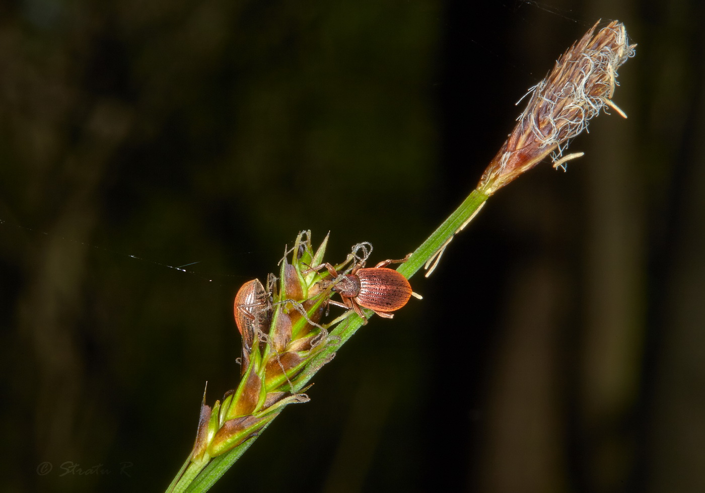 Изображение особи Carex brevicollis.