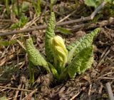 Primula macrocalyx. Зацветающее растение. Башкортостан, Белорецкий р-н, долина р. Малый Инзер в р-не станции Айгир, левый берег. 30 апреля 2017 г.