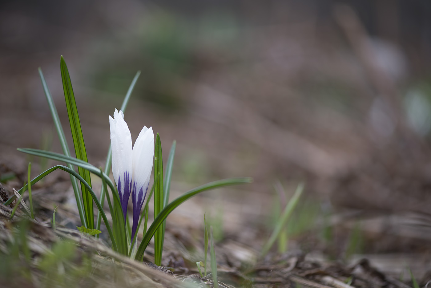 Изображение особи Crocus vernus.