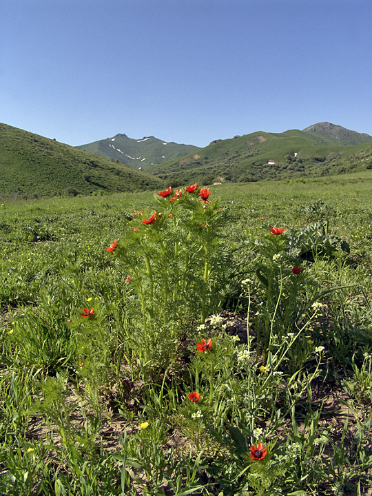 Изображение особи Adonis parviflora.