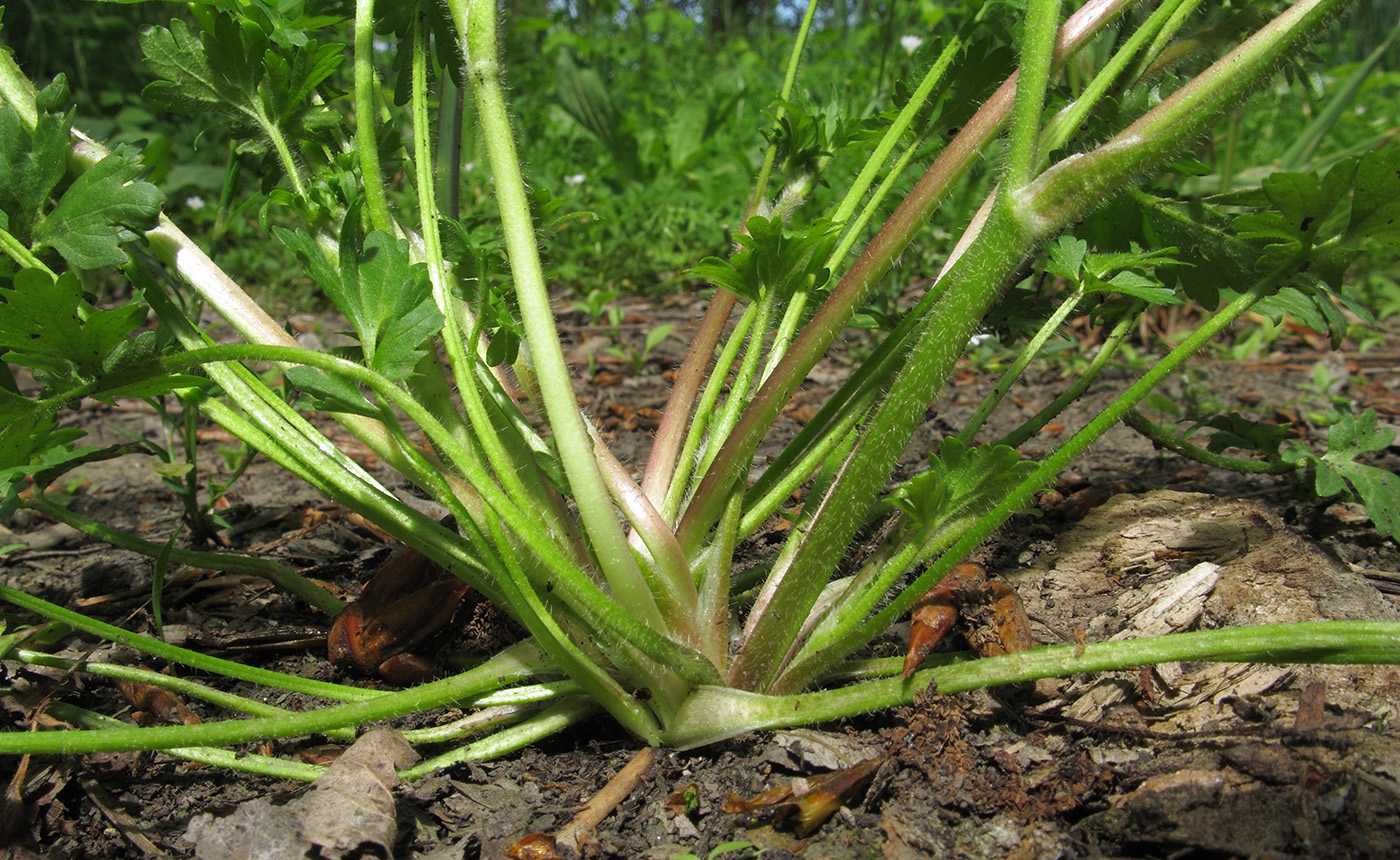Image of Ranunculus sardous specimen.