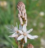 Asphodelus ramosus