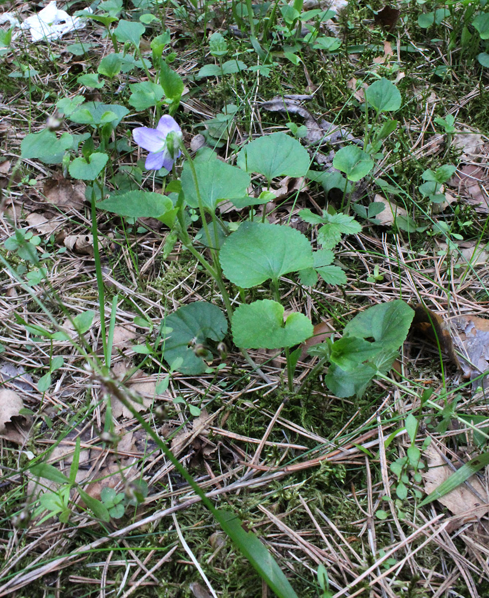 Image of Viola &times; villaquensis specimen.