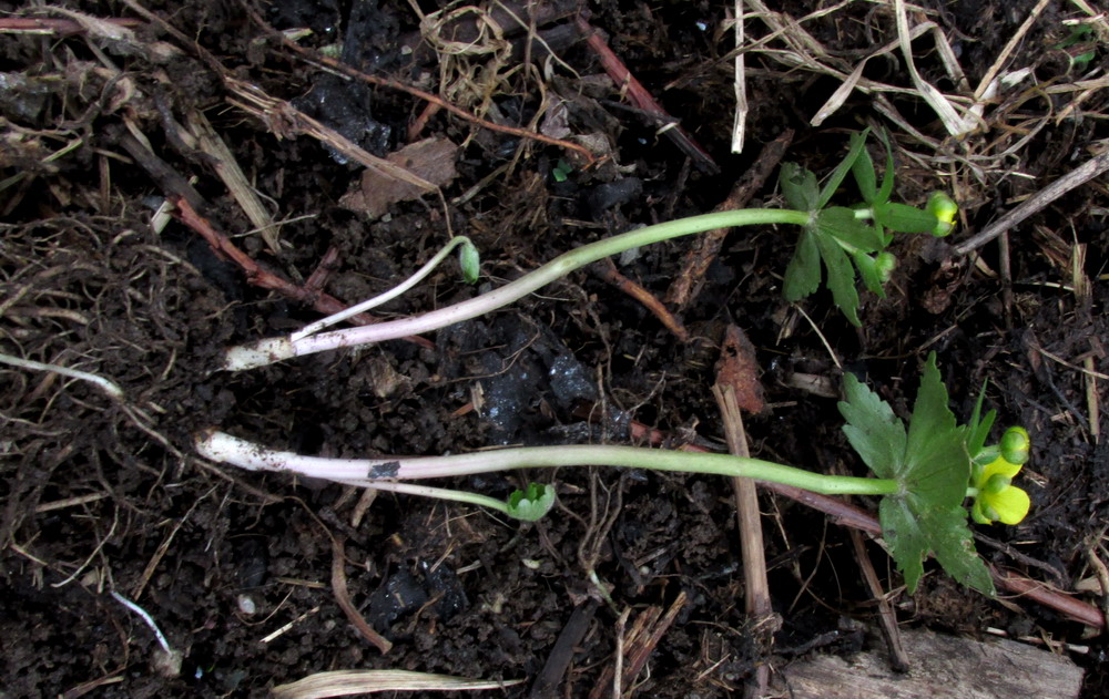 Image of Ranunculus sobakus specimen.