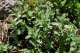 Mentha longifolia