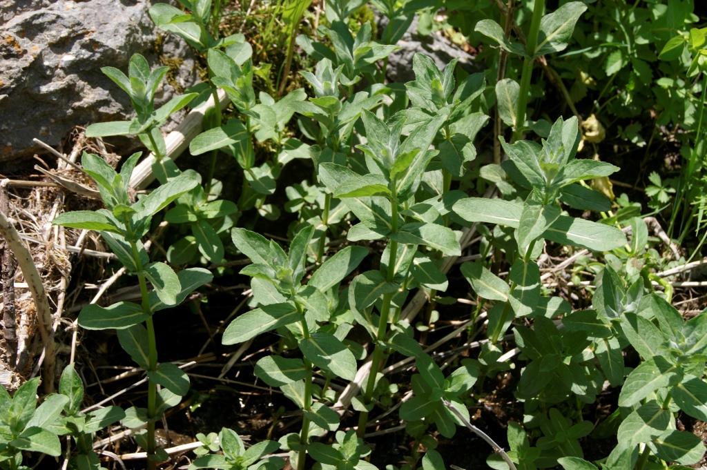 Image of Mentha longifolia specimen.