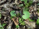 Ranunculus cassubicus