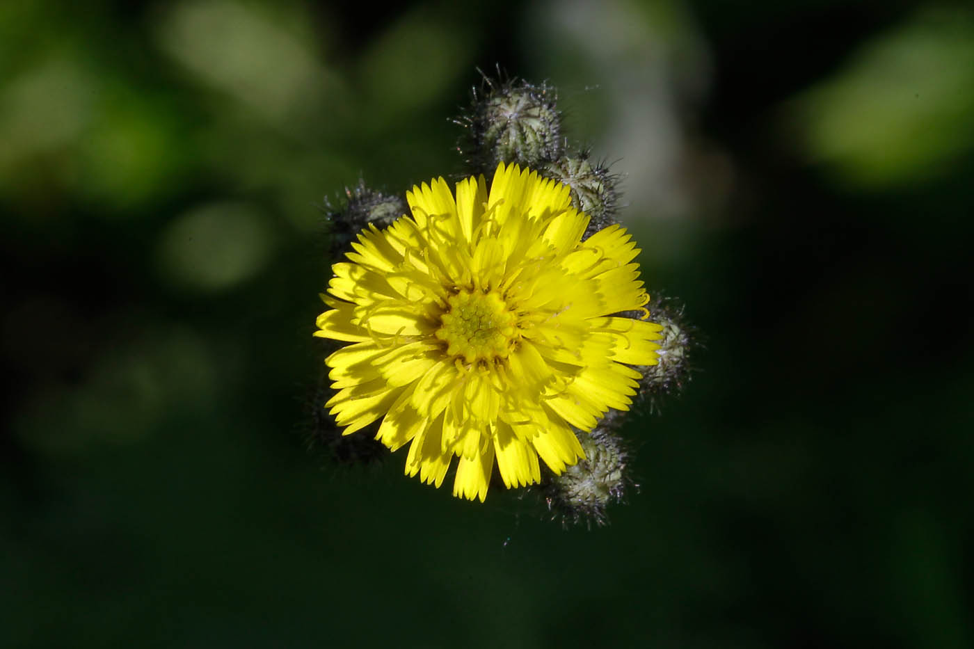 Image of genus Pilosella specimen.