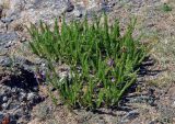 Oxytropis trichophysa