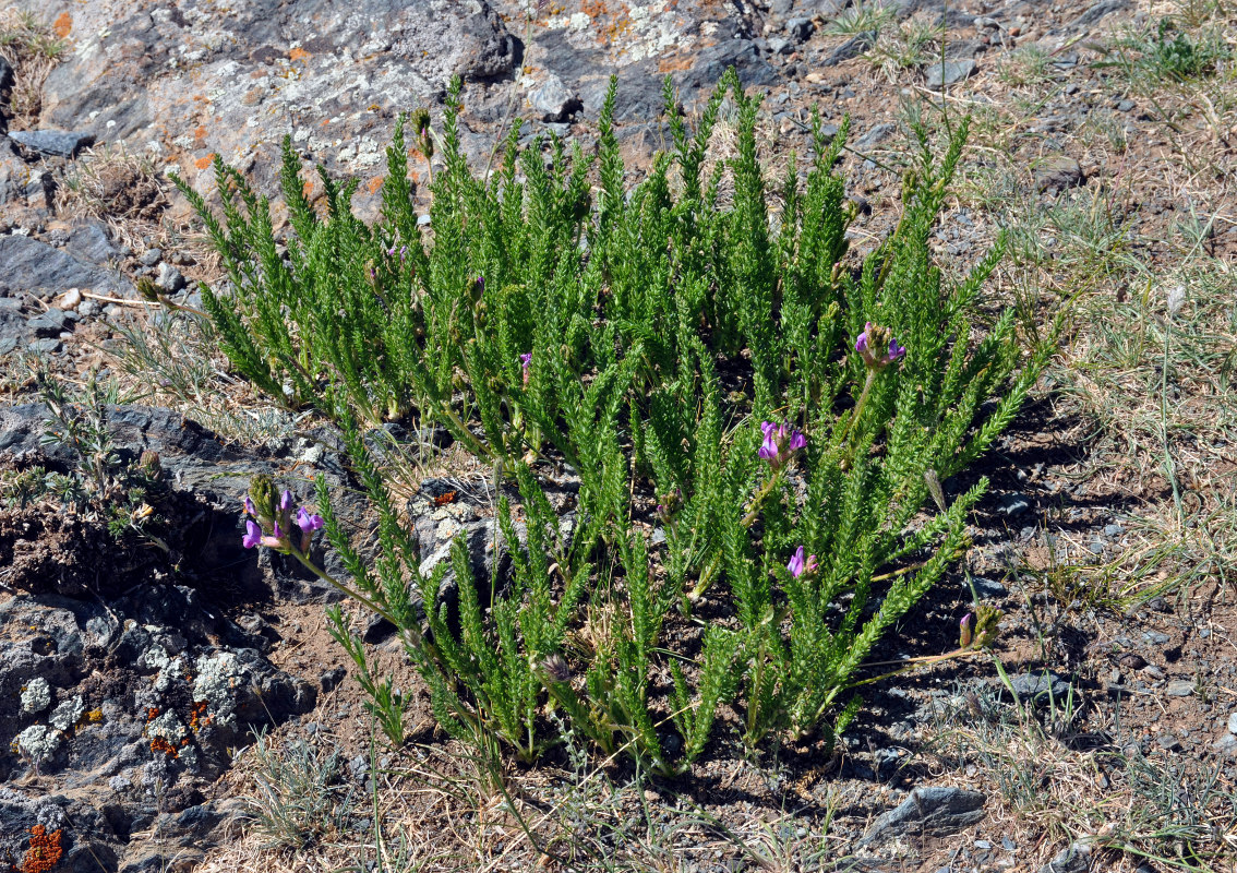 Image of Oxytropis trichophysa specimen.